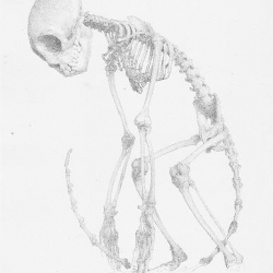 Monkey Skeleton