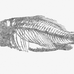 Fish Skeleton Grey
