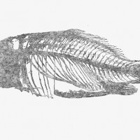Fish Skeleton Grey